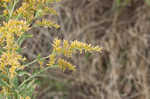 Canada goldenrod